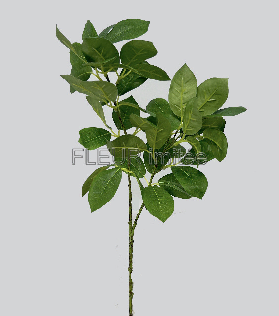 Cotinus x2  75cm 12/96