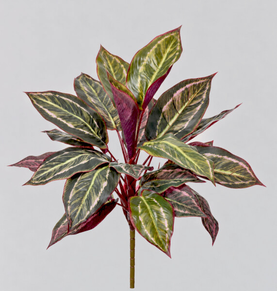 Croton 40cm 12/144
