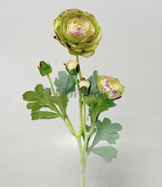 Ranunculus x5 52cm 12/120