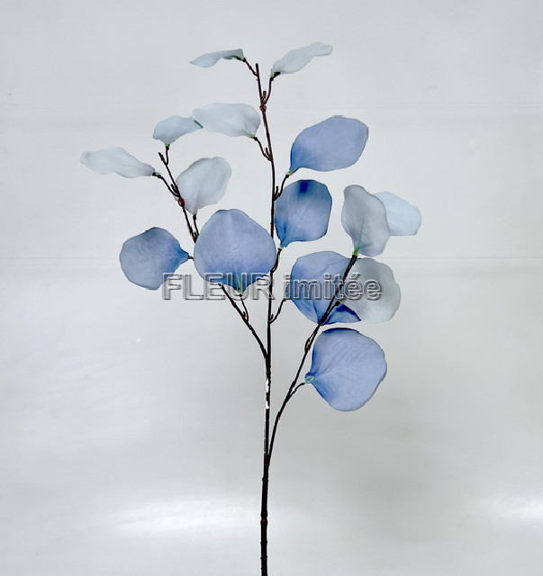 Eukalypt x1 55cm 12/120