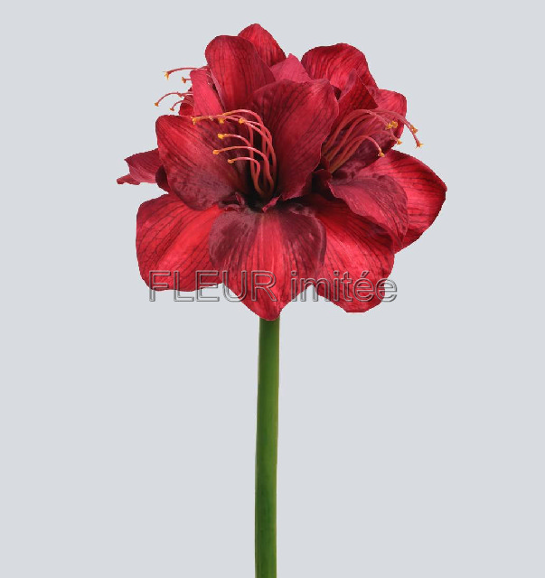 Amarylis 75cm 10/100