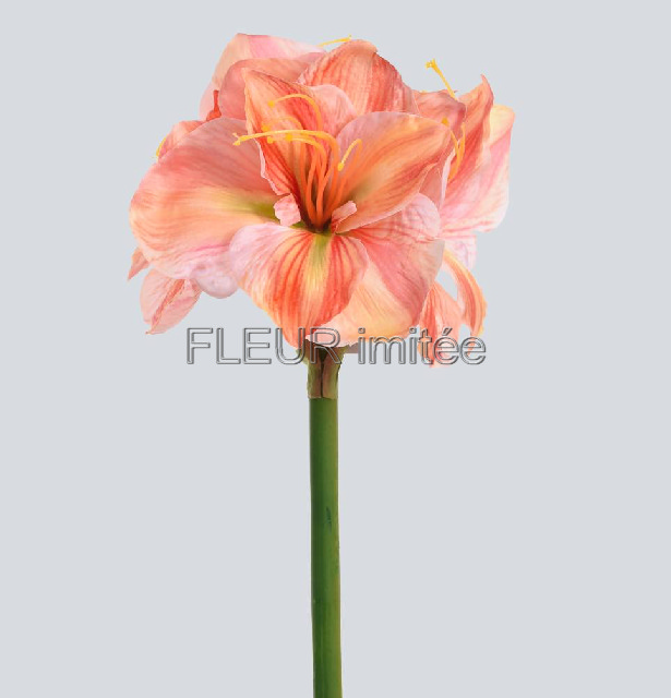 Amarylis 75cm 10/100