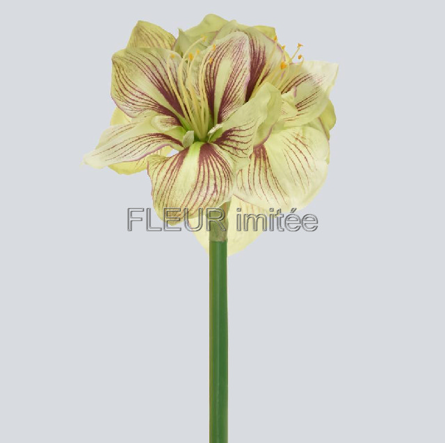 Amarylis 75cm 10/100