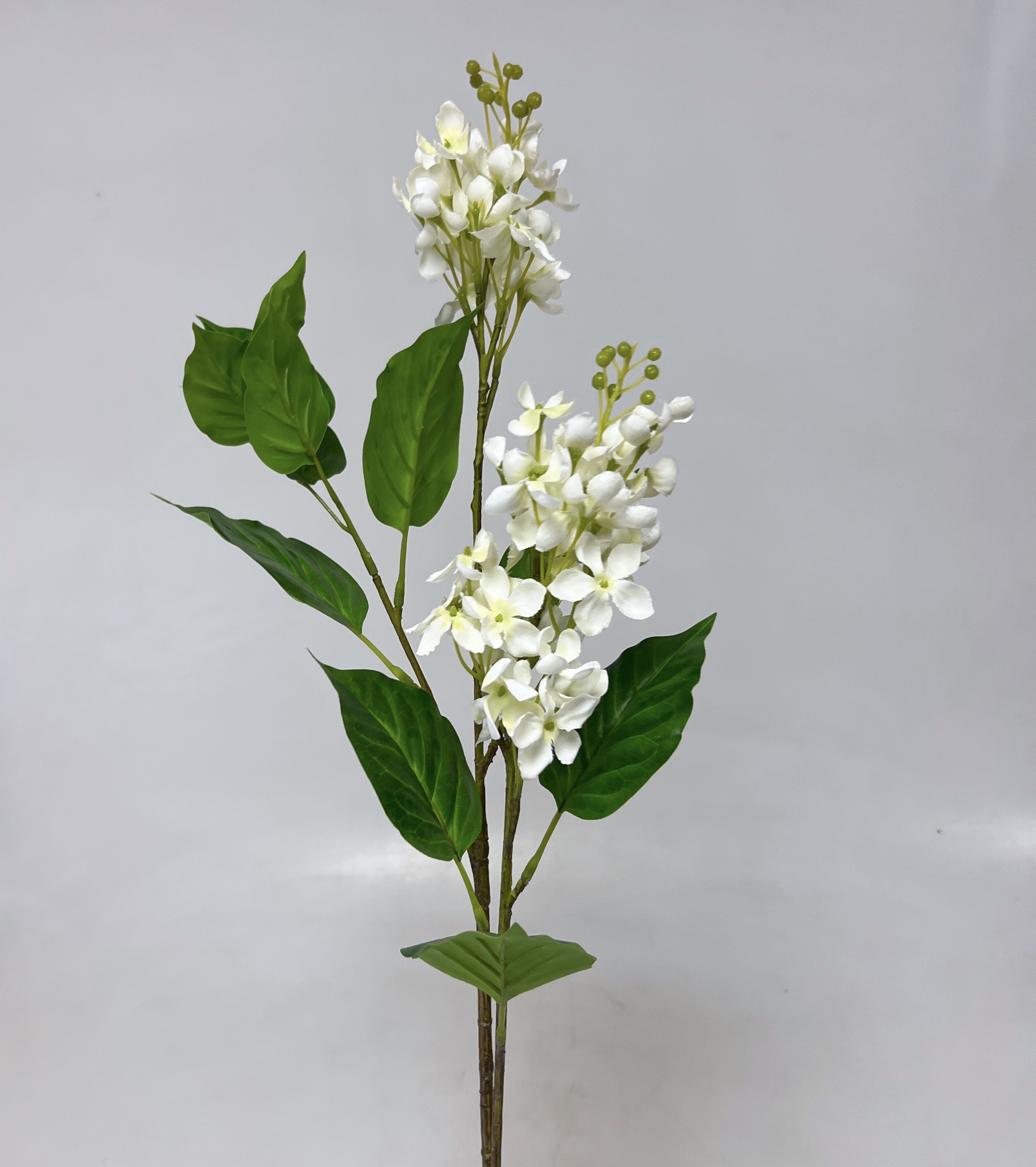 Šeřík x2 75cm 24/192