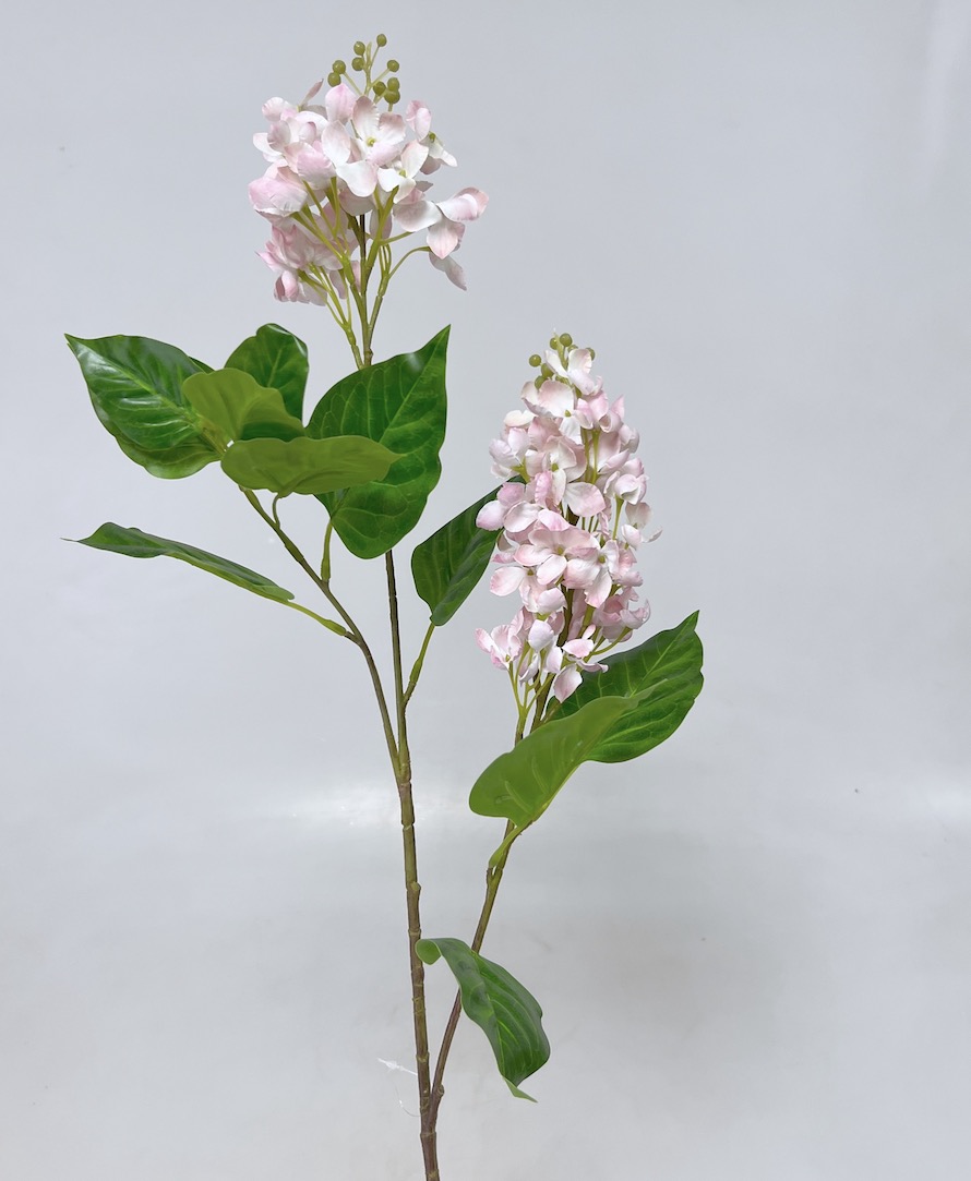 Šeřík x2 75cm 24/192