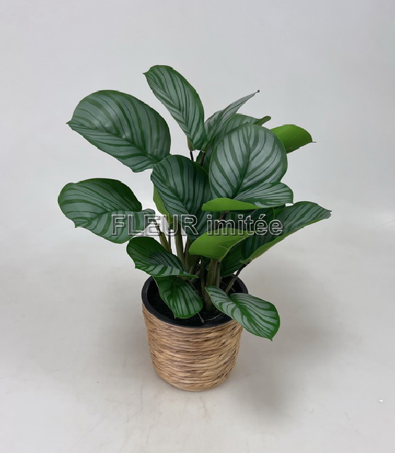 Alocasia v květ.45cm