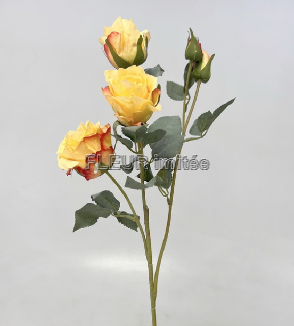 Růže x5 65cm 24/240