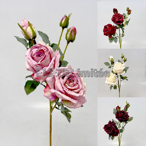 Růže Charlotte 65cm 24/240