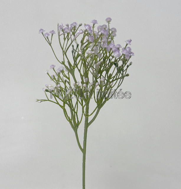 Gypsophila 50cm 12/96