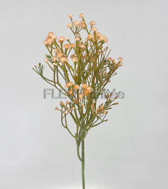 Gypsophila 50cm 12/96