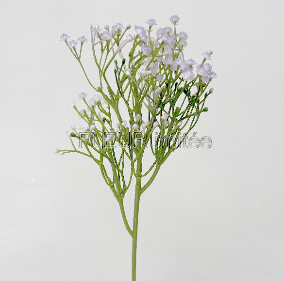 Gypsophila 50cm 12/96