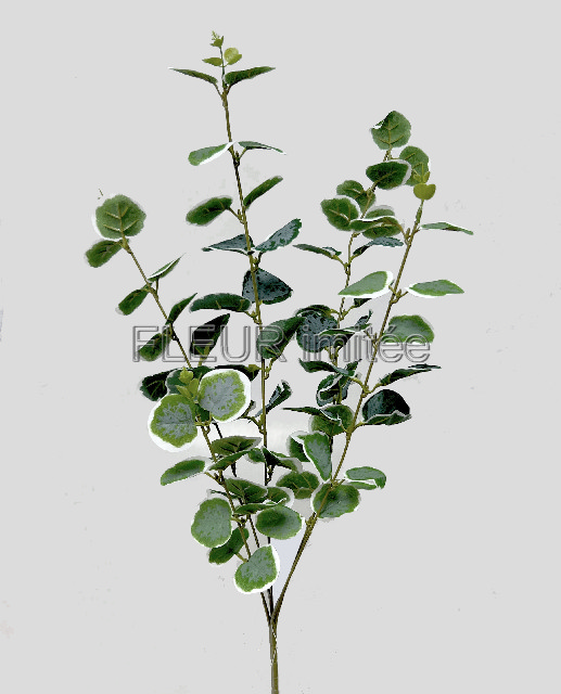 Eukalypt x5 89cm 1/48