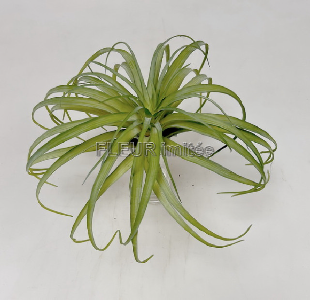 Tilandsie 26cm 12/72